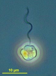 CCMP329 | NCMA at Bigelow Laboratory